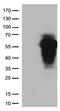 Homeobox A2 antibody, LS-C793102, Lifespan Biosciences, Western Blot image 