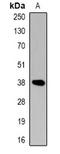 CAMP Responsive Element Binding Protein 1 antibody, orb382519, Biorbyt, Western Blot image 