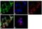 MutS Homolog 2 antibody, 33-7900, Invitrogen Antibodies, Immunofluorescence image 