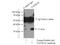 TNF Superfamily Member 10 antibody, 17235-1-AP, Proteintech Group, Immunoprecipitation image 