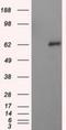 Natriuretic Peptide Receptor 3 antibody, NBP2-02401, Novus Biologicals, Western Blot image 