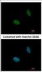 N-Acetylneuraminate Synthase antibody, NBP2-19470, Novus Biologicals, Immunocytochemistry image 