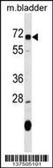 Oxidative Stress Induced Growth Inhibitor 1 antibody, 59-621, ProSci, Western Blot image 