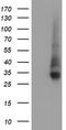 Neuroplastin antibody, LS-C337669, Lifespan Biosciences, Western Blot image 