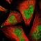 PSMD14 antibody, HPA002114, Atlas Antibodies, Immunofluorescence image 