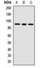 Ubiquitin Specific Peptidase 4 antibody, orb411956, Biorbyt, Western Blot image 