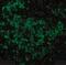 Ubiquitin Conjugating Enzyme E2 N antibody, NBP1-76593, Novus Biologicals, Immunofluorescence image 