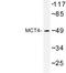 Solute Carrier Family 16 Member 3 antibody, LS-C177471, Lifespan Biosciences, Western Blot image 