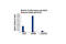 Lysine Acetyltransferase 2B antibody, 3378T, Cell Signaling Technology, Chromatin Immunoprecipitation image 