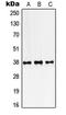 Single Stranded DNA Binding Protein 2 antibody, LS-C353365, Lifespan Biosciences, Western Blot image 