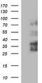 Interleukin-1 alpha antibody, TA506850, Origene, Western Blot image 