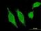 HERV-H LTR-Associating 3 antibody, MA5-24445, Invitrogen Antibodies, Immunofluorescence image 