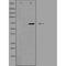 Putative olfactory receptor 10J6 antibody, orb227511, Biorbyt, Western Blot image 