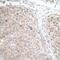PCNA antibody, A700-098, Bethyl Labs, Immunohistochemistry frozen image 