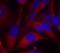 Mitogen-Activated Protein Kinase Kinase 6 antibody, A02011-2, Boster Biological Technology, Immunofluorescence image 