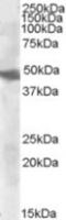 Glutamic-Oxaloacetic Transaminase 2 antibody, NBP1-00195, Novus Biologicals, Western Blot image 