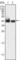 Kruppel Like Factor 15 antibody, abx011075, Abbexa, Western Blot image 