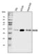 Ras Homolog Family Member B antibody, A01550-3, Boster Biological Technology, Western Blot image 