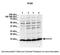 Profilin 1 antibody, 30-387, ProSci, Immunofluorescence image 
