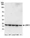 LSM12 Homolog antibody, A304-632A, Bethyl Labs, Western Blot image 
