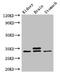 Secretagogin, EF-Hand Calcium Binding Protein antibody, CSB-PA020821LA01HU, Cusabio, Western Blot image 