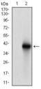 BRCA1 DNA Repair Associated antibody, GTX60779, GeneTex, Western Blot image 