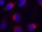 Ephrin B2 antibody, 79-576, ProSci, Immunofluorescence image 