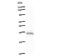 Homeobox-containing protein 1 antibody, LS-C342750, Lifespan Biosciences, Western Blot image 