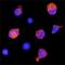 MX Dynamin Like GTPase 1 antibody, AF7946, R&D Systems, Immunocytochemistry image 