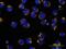 HtrA Serine Peptidase 2 antibody, AF1458, R&D Systems, Immunofluorescence image 