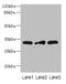 Mitochondrial Ribosomal Protein S2 antibody, LS-C380375, Lifespan Biosciences, Western Blot image 