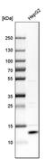Selenoprotein K antibody, PA5-52529, Invitrogen Antibodies, Western Blot image 