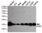 Caudal Type Homeobox 2 antibody, GTX49136, GeneTex, Western Blot image 