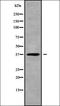 TWIST Neighbor antibody, orb338252, Biorbyt, Western Blot image 