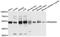 Protein Kinase CAMP-Dependent Type II Regulatory Subunit Alpha antibody, A1531, ABclonal Technology, Western Blot image 