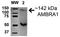 Autophagy And Beclin 1 Regulator 1 antibody, orb384088, Biorbyt, Western Blot image 