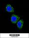 Menin 1 antibody, 62-894, ProSci, Immunofluorescence image 