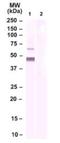 Neuropeptide FF receptor 2 antibody, NBP2-24878, Novus Biologicals, Western Blot image 