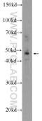 Solute Carrier Family 2 Member 3 antibody, 20403-1-AP, Proteintech Group, Western Blot image 