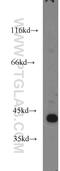 O08691 antibody, 14825-1-AP, Proteintech Group, Western Blot image 