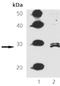 Fas Associated Via Death Domain antibody, A00237, Boster Biological Technology, Western Blot image 