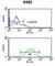 Gamma-Aminobutyric Acid Type A Receptor Gamma3 Subunit antibody, abx032311, Abbexa, Western Blot image 