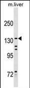 Kinesin Family Member 15 antibody, PA5-72049, Invitrogen Antibodies, Western Blot image 
