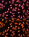 IL-17 antibody, GTX32674, GeneTex, Immunofluorescence image 