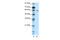 Potassium Voltage-Gated Channel Modifier Subfamily G Member 1 antibody, 28-237, ProSci, Western Blot image 