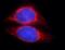 Suppressor Of Cytokine Signaling 3 antibody, FNab08100, FineTest, Immunofluorescence image 