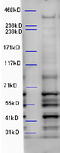 WD Repeat And FYVE Domain Containing 3 antibody, TA341385, Origene, Western Blot image 