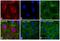 Rat IgG antibody, T-6392, Invitrogen Antibodies, Immunofluorescence image 