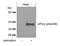 Eukaryotic Translation Initiation Factor 2 Subunit Alpha antibody, PA5-37799, Invitrogen Antibodies, Western Blot image 