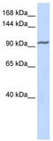 Zinc Finger Protein 280D antibody, TA339498, Origene, Western Blot image 